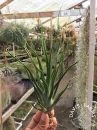 Image result for Bulbostylis clarkeana