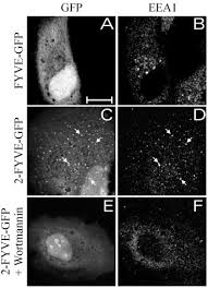 Plant cells have large vacuoles each surrounded by a membrane what is the name of this membrane. Role Of 3 Phosphoinositides In The Maturation Of Salmonella Containing Vacuoles Within Host Cells Journal Of Biological Chemistry