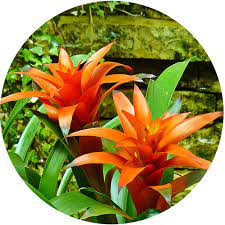 Meaning, they can grow on rocks or depend on the surrounding trees to these are just examples of good cactus potting soil that you can try out. Bromeliad Growing Guide How To Care For Bromeliads Kidsgardening