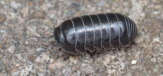 We did not find results for: How To Easily Get Rid Of Pill Bugs Aka Roly Poly And Sowbug