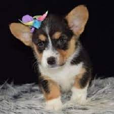 All pet puppies are placed with akc limited registration and must be spayed/neutered at one year old. Corgi Puppies For Sale In Pa Ridgewood Corgi Puppy Adoptions