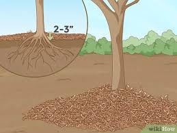 If the trees die, we die. How To Replant A Tree With Pictures Wikihow