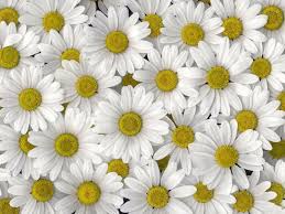 Daisy hd wallpapers backgrounds wallpaper 1920×1200. Daisy Wallpapers Wallpaper Cave