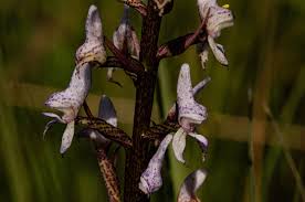 Image result for Disa aconitoides