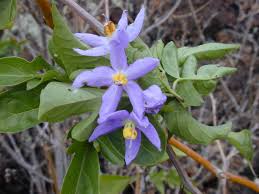 Image result for Solanum seaforthianum