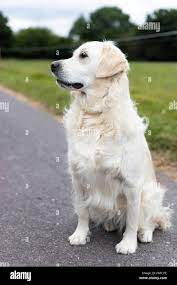 Purebred white golden retriever standing in the middle of a rural road and  looking to the side Stock Photo - Alamy