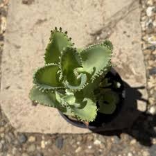 Image result for Kalanchoe daigremontiana