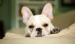Many aren't aware that french bulldogs can actually have long hair. French Bulldog Dog Breed Information