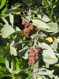 Image result for Conocarpus erectus