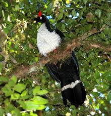 Large Black Bird With White Stripes On Wings And Tail Horned Guan Bird Bird Species Birds