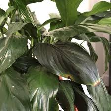 7 Most Common House Plants Problems
