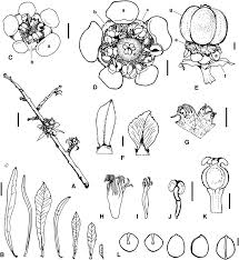 Image result for Euphorbia matabelensis