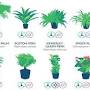 NASA top 10 air purifying plants from www.reddit.com