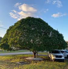 Image result for Filicium decipiens