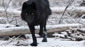 The term usually assumes a widescreen aspect ratio of 16:9, implying a resolution of 2. Black Wolf 4k Wallpapers Top Free Black Wolf 4k Backgrounds Wallpaperaccess