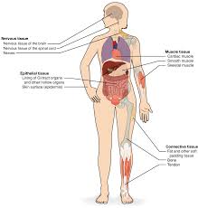 54 Organized Nervous System Of Human Beings