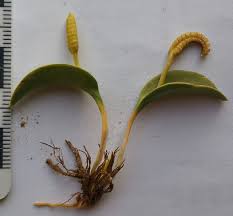 Image result for Ophioglossum polyphyllum