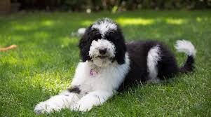 Borderdoodle puppies, border collie/poodle utah, west valley city. Bordoodle Dog Breed Information The Border Collie Poodle Mix