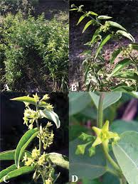 Image result for Vincetoxicum cernuum