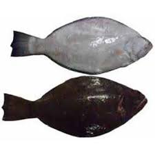 Bab.la is not responsible for their content. Ikan Mata Sebelah Oleh Ud Kuraya Mandiri Di Kabupaten Probolinggo