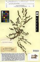 Image result for Euphorbia polycnemoides