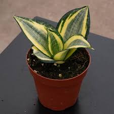 Image result for Sansevieria trifasciata