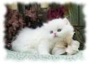 Persian Kittens for Sale - Felines4us