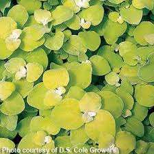 Image result for Artabotrys likimensis