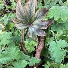 Image result for Begonia wollastonii