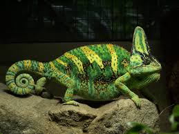 Newest photos chameleon pet pictures strategies. 8 Best Lizard Pets If You Are The Scaly Type