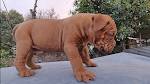 Mastiff Puppies For Sale - AKC PuppyFinder