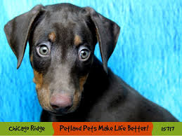 If you search for doberman breeders illinois you will find new england dobermans a european doberman breeder in ma, call to learn about our doberman puppies. Doberman Pinscher Puppies Petland Pets Puppies Chicago Illinois