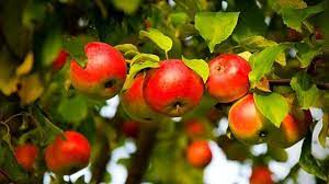 Healthy fruit trees, bountiful harvests orchard people's certificate in fruit tree care is ideal for beginner and intermediate level organic growers. Planting A Homestead Orchard With Dwarf Fruit Trees