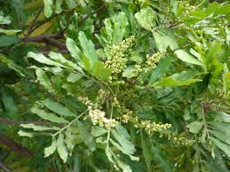 Image result for Filicium decipiens