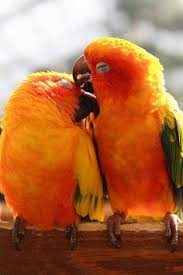 Loving Parrots Papaganlar Muhabbet Kuslari Hayvanlar