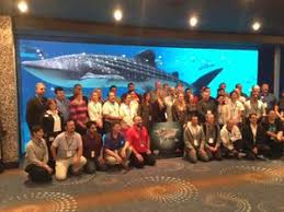 The largest female whale shark at georgia aquarium has died, the atlanta attraction announced. Alice Longest Tenured Whale Shark At Georgia Aquarium Dies
