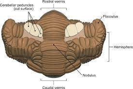 Cerebellar Diseases And Tremor Syndromes Veterian Key