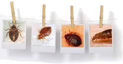 The price is right as well. Bed Bug Reports Check Hotels And Apartments Before You Stay