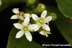 Image result for Lumnitzera racemosa