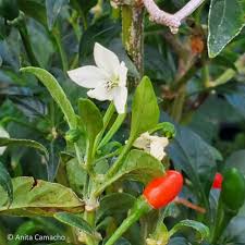 Image result for Capsicum annuum