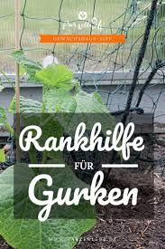 Gurken Und Melonen Brauchen Eine Stabile Rankhilfe Im Gewachshaus Hier Zeige Ich Dir Wie Man Sich So Etw Gurken Im Gewachshaus Rankhilfe Gewachshaus Pflanzen