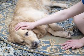Does My Dog Have Worms Signs And Symptoms Forever Vets