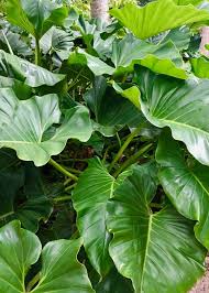 Philodendron Undulatum Philodendron Plant Philodendron Plants