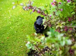 Und hab angst das die kinder in kontakt kommen, besonders der kleinste der durch den garten robbt/krabbelt. Katzen Im Garten Ungebetene Gaste Verscheuchen Garten Tipps Garten