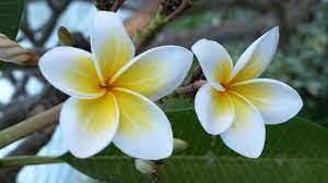 Bali Flowers Frangipani Free Photo On Pixabay