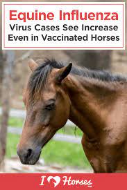 Pin On Horse Care For Beginners