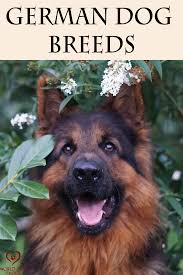 Top German Dog Breeds In 2020 German Dog Breeds Dog Breeds Dogs
