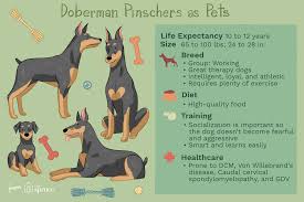 Most male doberman pinschers weigh 75 to 100 pounds, while most females weigh 60 to 90 pounds. Doberman Pinscher Dobie Full Profile History And Care