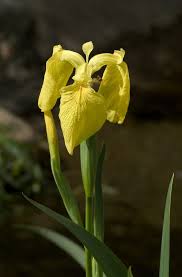 Image result for Iris pseudacorus