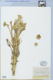 Image result for Senecio cryphiactis